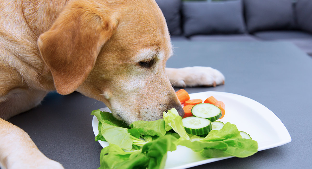 สุนัขสามารถกินมะเขือเทศได้หรือไม่